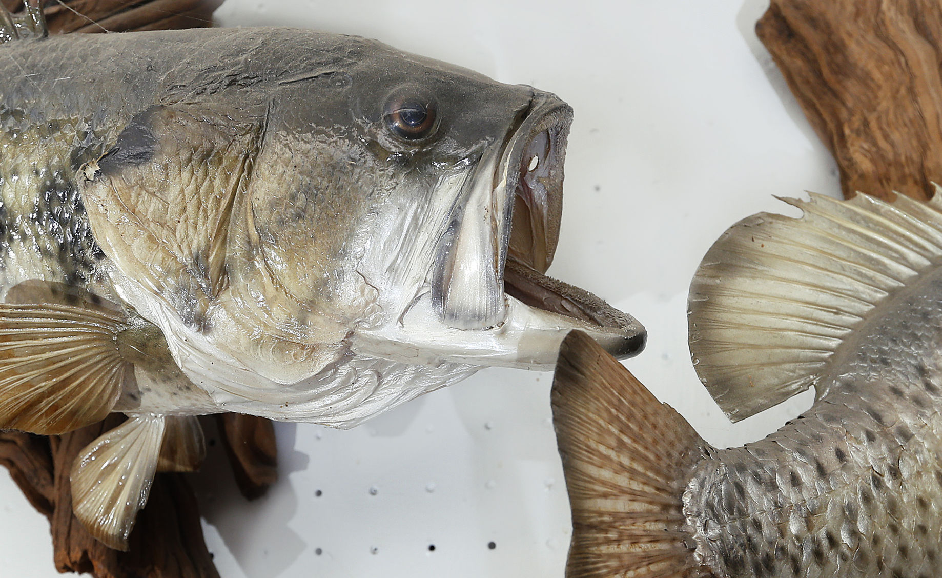 010418-bait-shop-004